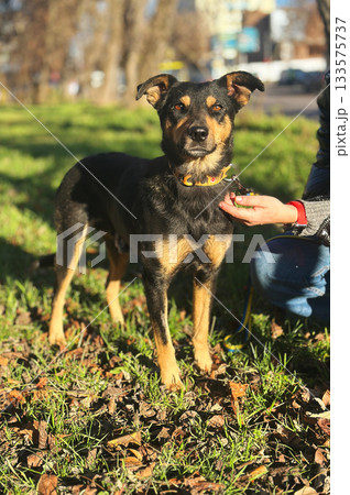 Dog in the park. Dog enjoying outdoors at a large grass field Dog in the park. Dog enjoying outdoors at a large grass field 133575737
