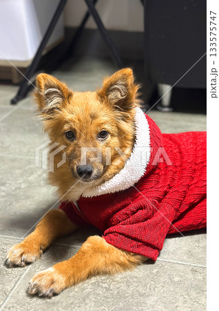 Dog at an animal shelter wearing red sweater. Dog waiting for adoption. 133575747