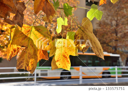 紅葉した木々で明るい中央市場通りを走る都バス 紅葉した木々で明るい中央市場通りを走る都バス 133575751