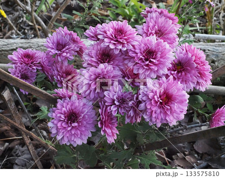 赤紫色のポットマムの花々（瀧皇神社の境内の洋菊） 133575810