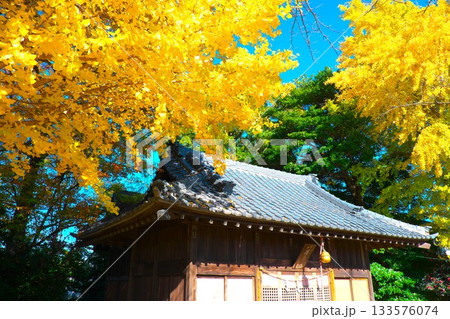 小さな神社の大銀杏 133576074