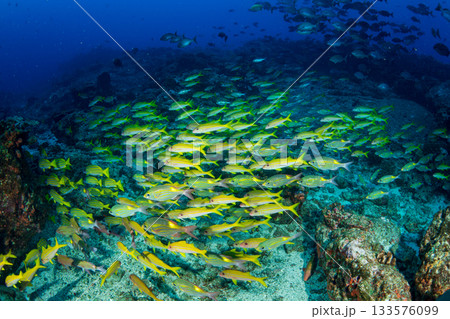 アカヒメジとノコギリダイの群れ　小笠原 133576099