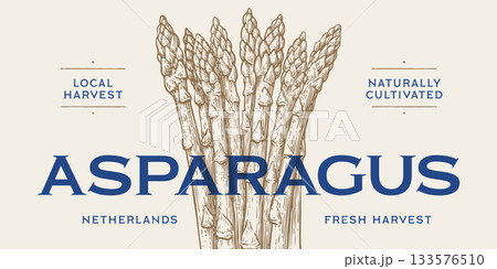 Asparagus, vegetable. Tag, label, sign, vintage retro print, black white asparagus drawing, sketch ink pencil draw, engrave old school style. Sketch artwork silhouette asparagus. Vector Illustration 133576510