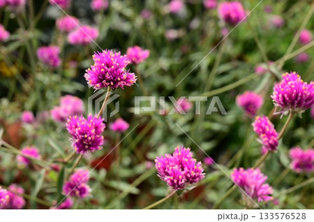 センニチコウ(ヒユ科)ナデシコ目の花 センニチコウ(ヒユ科)ナデシコ目の花 133576528