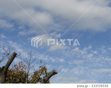 こじま花の会花畑の青い空と白い雲 133576558