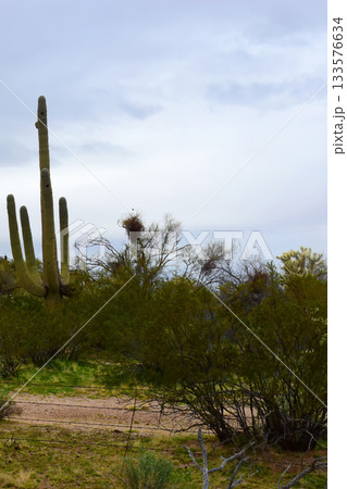 Landscape Sonoran Desert Arizona Landscape Sonoran Desert Arizona 133576634