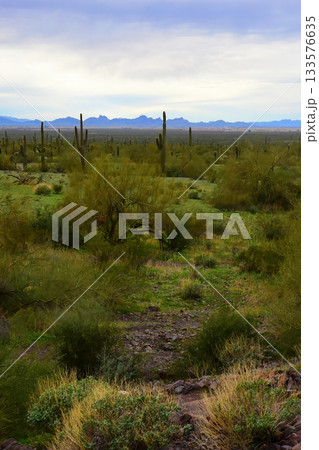 Sonoran Desert Arizona Picacho Peak State Park Sonoran Desert Arizona Picacho Peak State Park 133576635