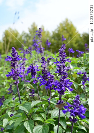 サルビア・ファリナセア（シソ科）サルビア属 133576735