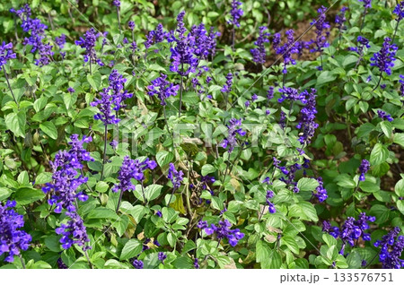 サルビア・ファリナセア（シソ科）サルビア属 133576751