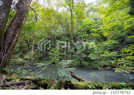 青森県を流れる奥入瀬渓流の清流と森の風景 133576752