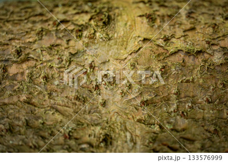 Close-up view of rough tree bark displaying intricate textures 133576999