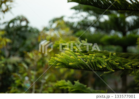 Close-up of lush green conifer branches and foliage Close-up of lush green conifer branches and foliage 133577001