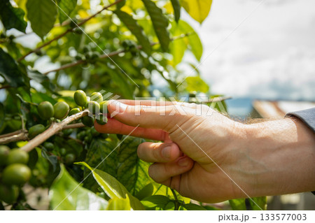 Hand reaching to examine unripe coffee cherries on branch Hand reaching to examine unripe coffee cherries on branch 133577003