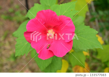 キダチアメリカフヨウ（アオイ科）フヨウ属 133577083