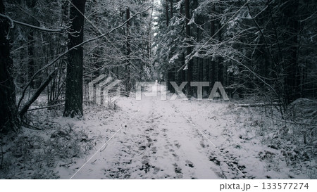 A snowy path winds through a peaceful forest in Alaska during winter. The tall trees are heavy with snow, creating a serene atmosphere in the chilly air. 133577274