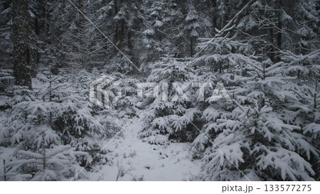 A tranquil winter scene unfolds in a snow-covered forest in Alaska and Canada, where pine trees are blanketed with fresh snow, creating a peaceful atmosphere. 133577275