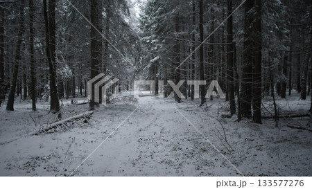 A serene winter landscape features a snow-covered forest in Alaska, Canada. Tall trees stand silently amid the fresh snowfall, creating a peaceful and cold atmosphere. A serene winter landscape features a snow-covered forest in Alaska, Canada. Tall trees stand silently amid the fresh snowfall, creating a peaceful and cold atmosphere. 133577276