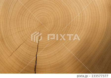 柔らかな光に照らされた木の断面の年輪模様 133577377
