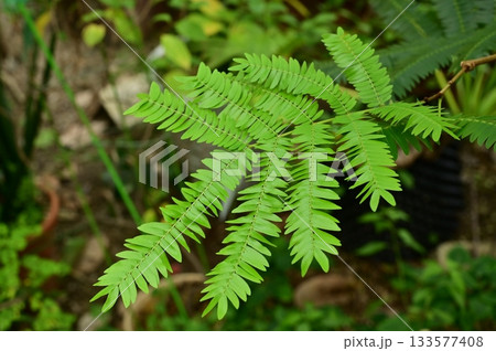 エバーフレッシュ（マメ科）コヨバ属の観葉植物 133577408