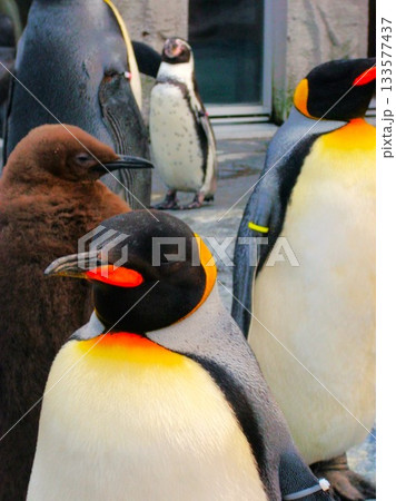 コウテイペンギン 5 コウテイペンギン 5 133577437
