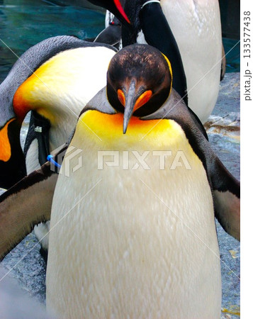 コウテイペンギン　4 133577438