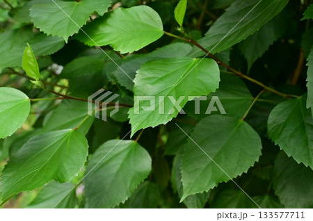 ブッソウゲ（アオイ科）フヨウ属の葉っぱ 133577711