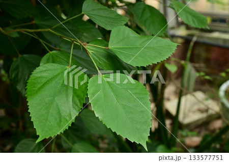ブッソウゲ（アオイ科）フヨウ属の葉っぱ 133577751