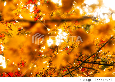 幻想的な秋の光 溶け合う黄色とオレンジの紅葉 133577971