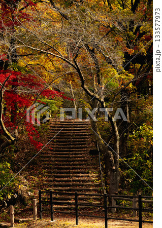 木漏れ日が差し込む紅葉のトンネルと遊歩道 木漏れ日が差し込む紅葉のトンネルと遊歩道 133577973