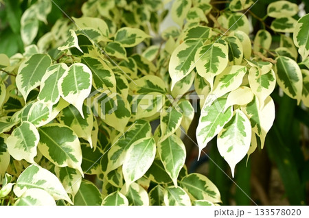 フィカス・ベンジャミン(クワ科)イチジク属 フィカス・ベンジャミン(クワ科)イチジク属 133578020
