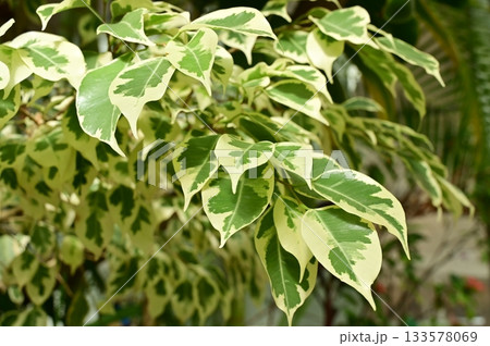 フィカス・ベンジャミン（クワ科）イチジク属 133578069