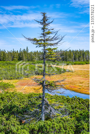 Sunny day at Cerna Hora Peat Bog, Czech: Cernohorske raseliniste, in Giant Mountains National Park, Krkonose, Czech Republic Sunny day at Cerna Hora Peat Bog, Czech: Cernohorske raseliniste, in Giant Mountains National Park, Krkonose, Czech Republic 133578221