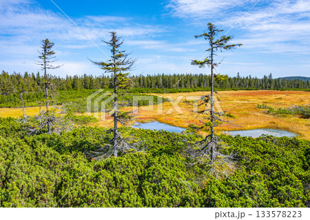 Sunny day at Cerna Hora Peat Bog, Czech: Cernohorske raseliniste, in Giant Mountains National Park, Krkonose, Czech Republic Sunny day at Cerna Hora Peat Bog, Czech: Cernohorske raseliniste, in Giant Mountains National Park, Krkonose, Czech Republic 133578223