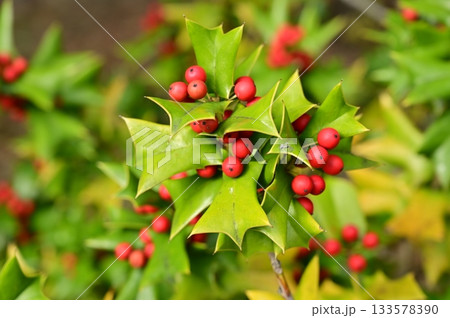 シナヒイラギ（モチノキ科）の赤い実 133578390