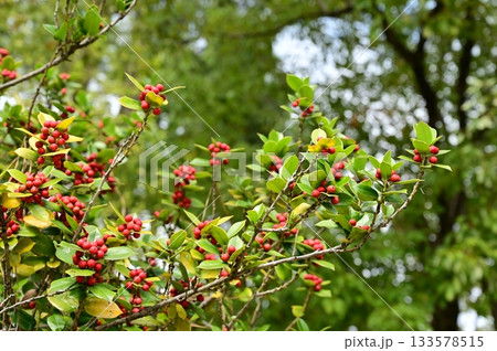 シナヒイラギ(モチノキ科)の赤い実 シナヒイラギ(モチノキ科)の赤い実 133578515