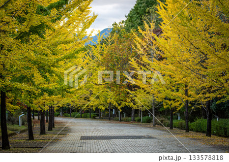 秩父ミューズパークのイチョウ並木、黄金色に輝く秋の道 133578818