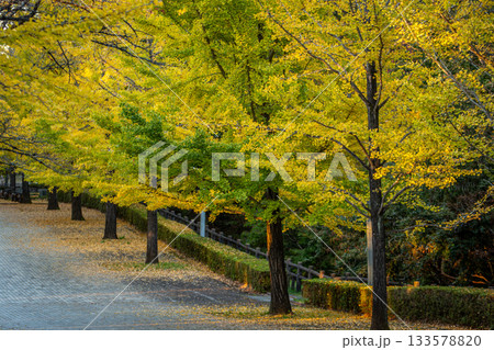 秩父ミューズパークのイチョウ並木、夕焼け光に輝く黄金色 133578820