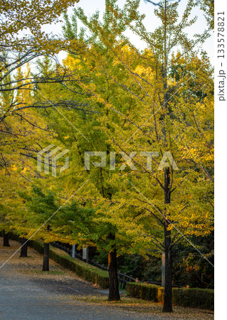 秩父ミューズパークのイチョウ並木、黄金色に輝く秋の風景 133578821