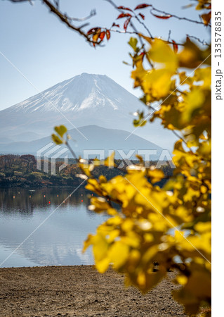 精進湖のイチョウと富士山、紅葉の葉越しに望む雄大な秋景 133578835