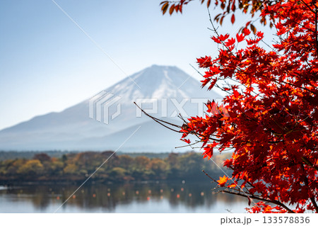 精進湖の紅葉と富士山、燃える赤の葉越しに望む雄大な秋景 133578836