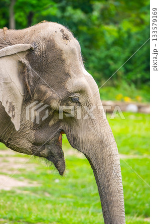 Indian elephant in the zoo. Detailed view on sunny autumn day 133579169