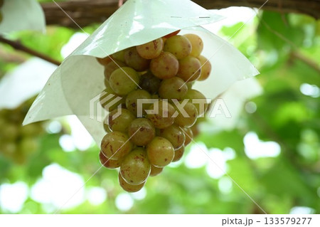 根グレープガーデンで実る瑞々しいぶどう（新潟県） 133579277