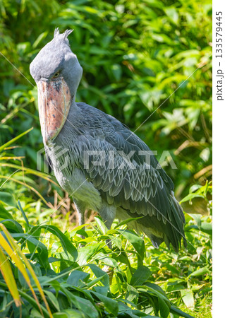 Shoebill, Balaeniceps rex, aka whalehead, whale-headed stork or shoe-billed stork. 133579445