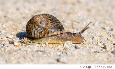 Small slimy brown snail on the dry ground. Small slimy brown snail on the dry ground. 133579468