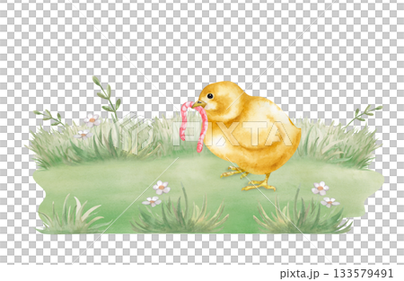 Watercolor composition with a yellow chicken on the lawn, holding a worm in its beak. Botanical illustration of a realistic little bird in a poultry yard for the design of farm products and books 133579491
