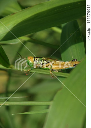Macro shot of a Grasshopper Macro shot of a Grasshopper 133579915