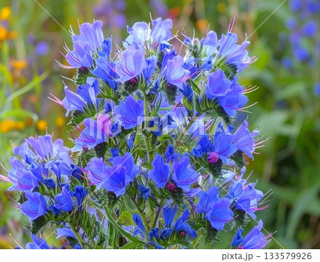 エキウム ブルーヘッダー 133579926