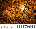 夜の紅葉 133579944