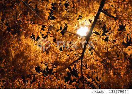 夜の紅葉 夜の紅葉 133579944