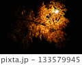 夜の紅葉 133579945